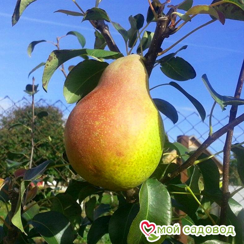 Груша Любимица Клаппа