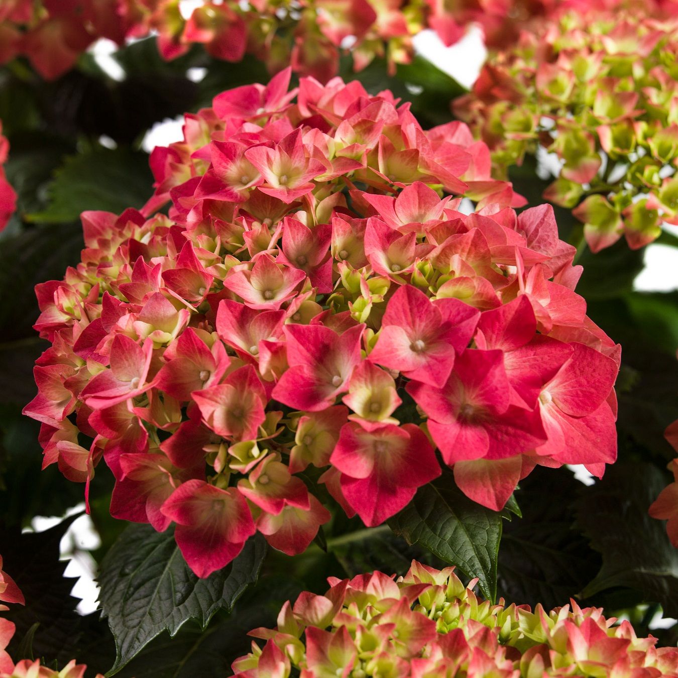 Гортензия крупнолистная Лёйхфейер ЗКС