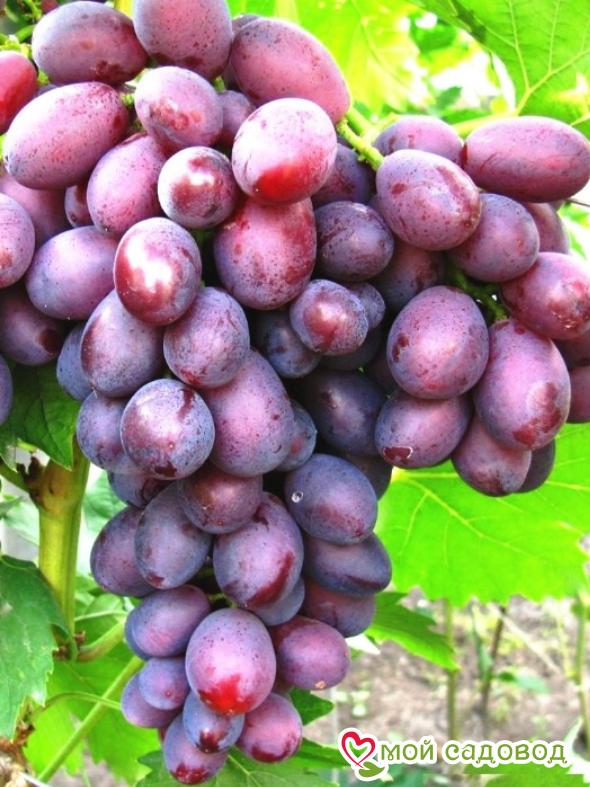 Виноград Дунав