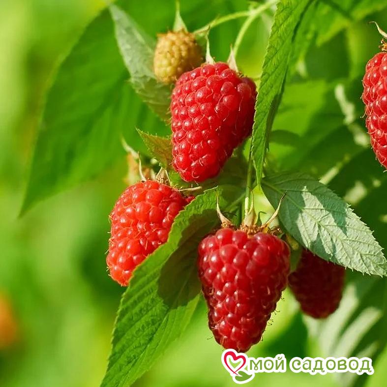 Малина Брусвяна