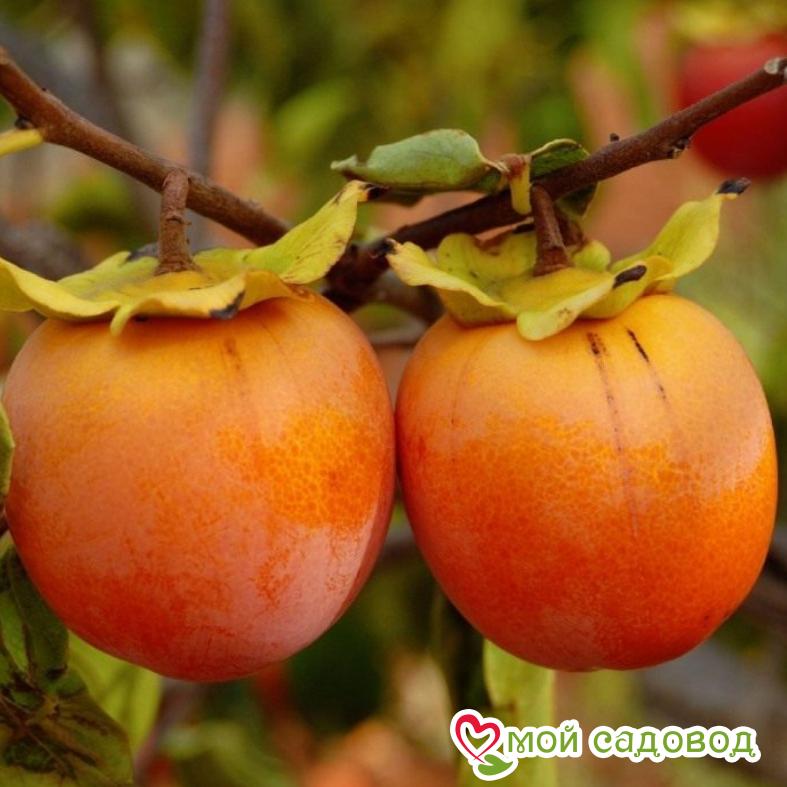 Хурма Хиакуме Королёк