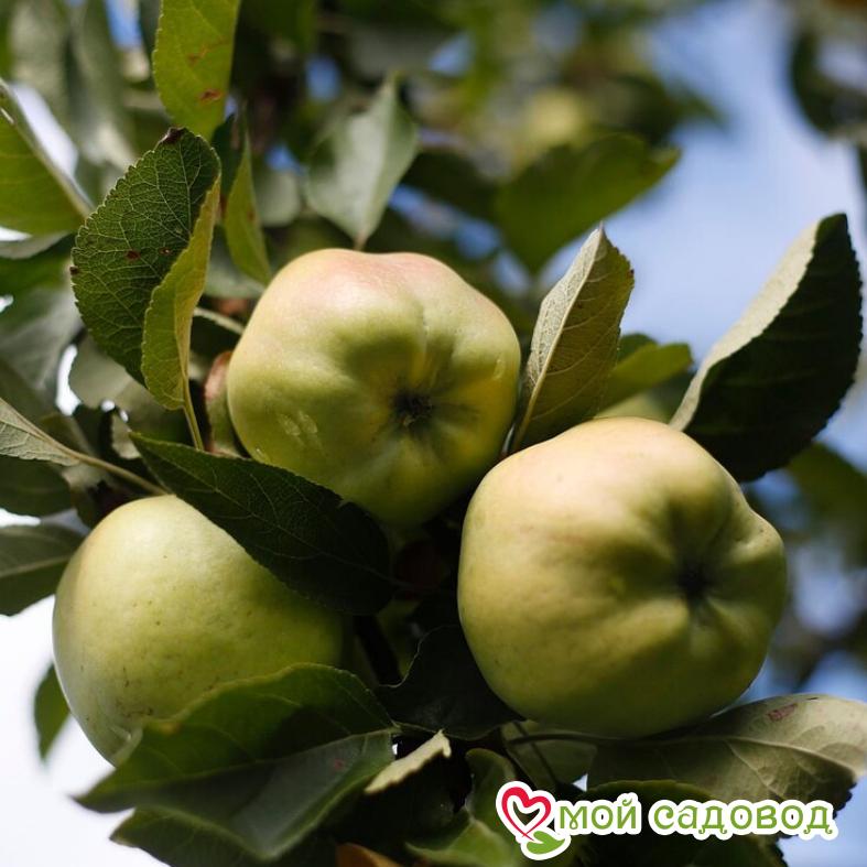 Яблоня Снежный Кальвиль, ранне-зимний сорт