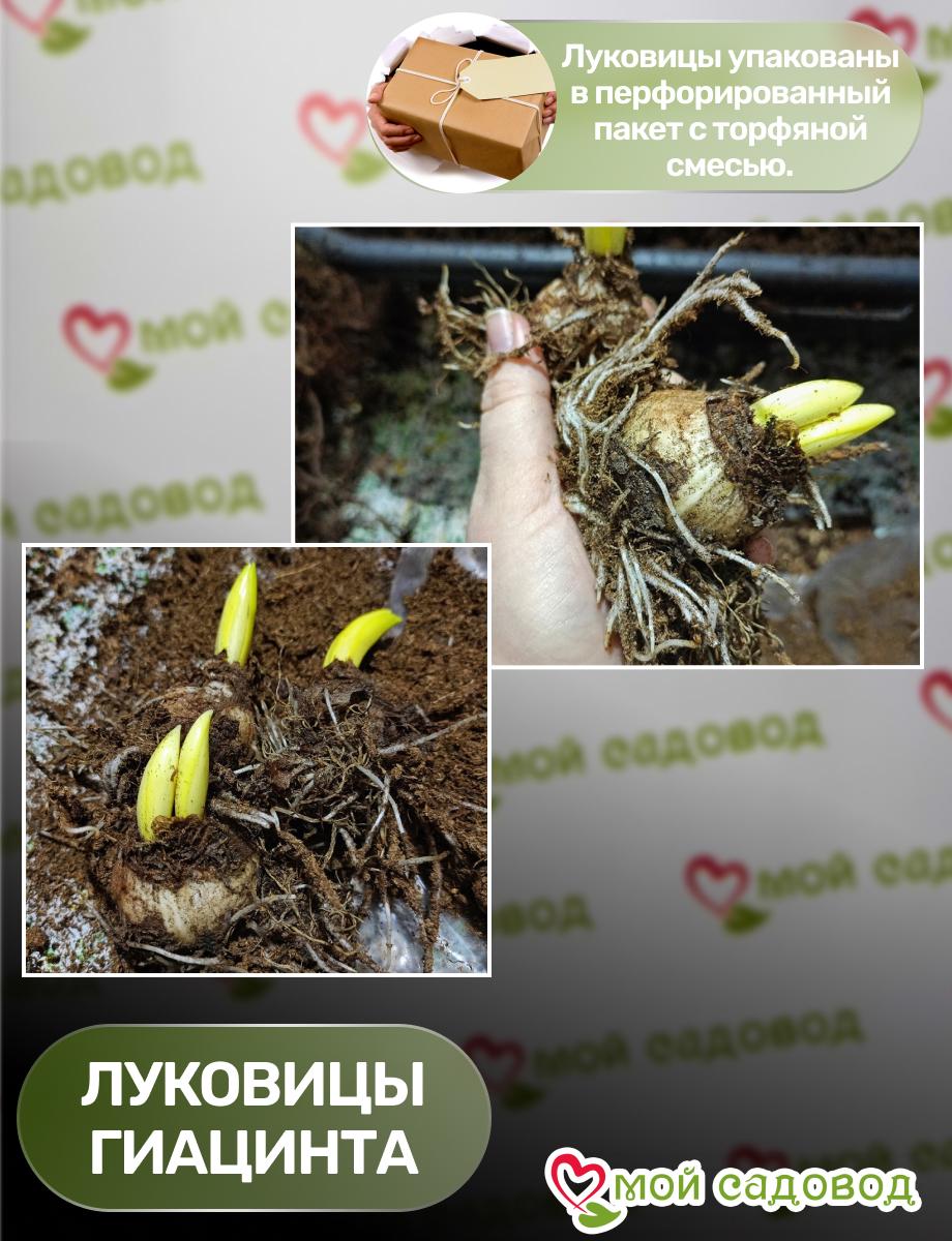 Гиацинт Миднайт Мистери