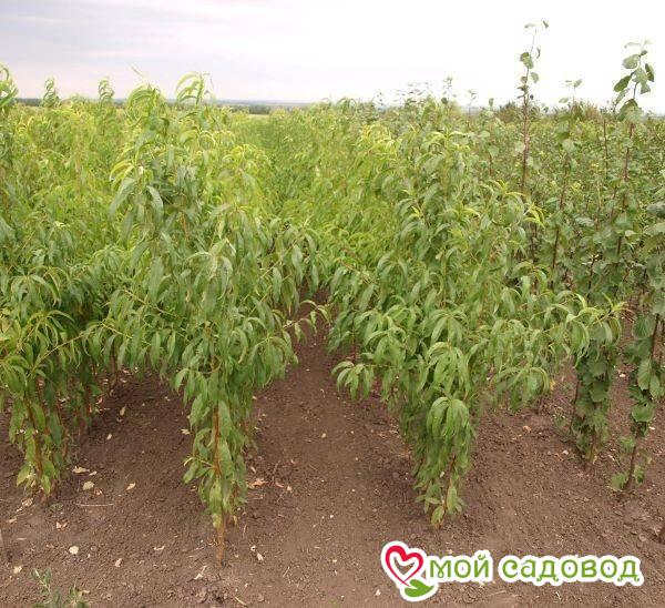 Персик Мунлит